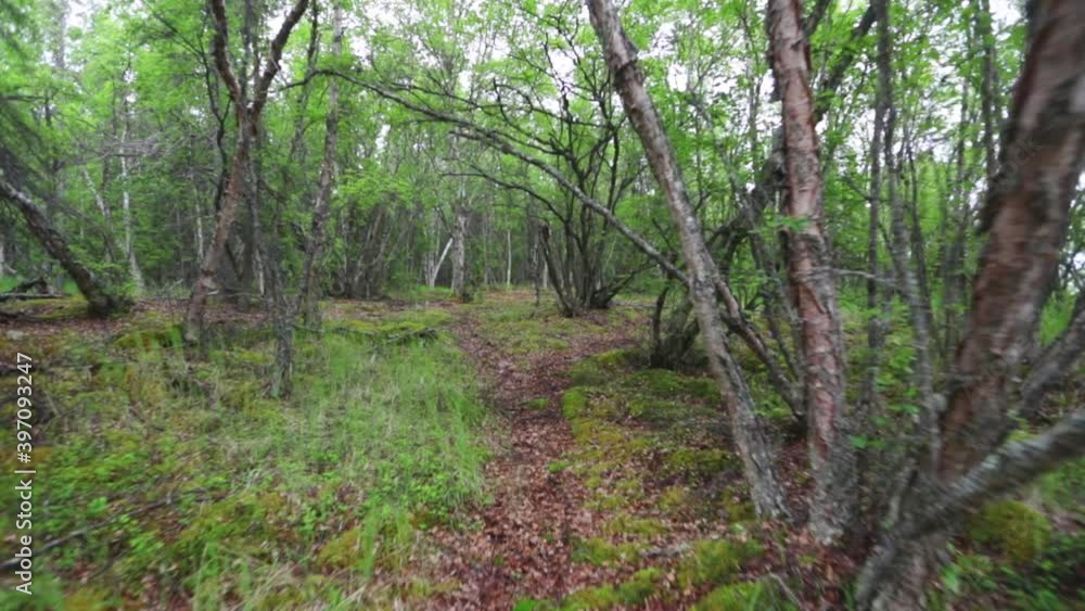 Steady cam, remote trail in Alaska Steady cam, remote trail in Alaska
