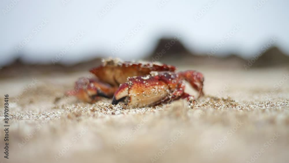 Close up, crab on beach in Vancouver Close up, crab on beach in Vancouver