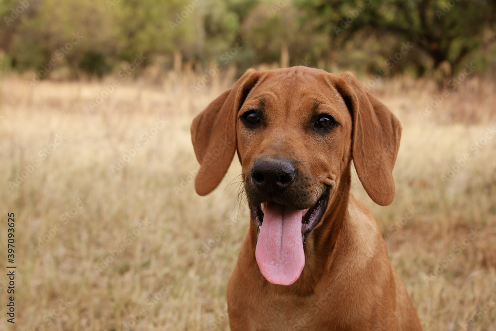 Portrait of Rhodesian Ridgeback Portrait of Rhodesian Ridgeback