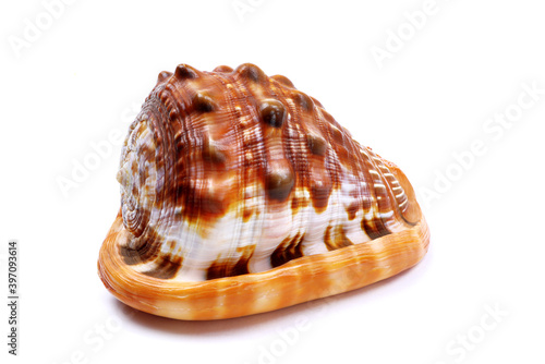 Sea Shell orange Cassis cornuta isolated on a white background. The horned helmet shells. A species of large sea snail