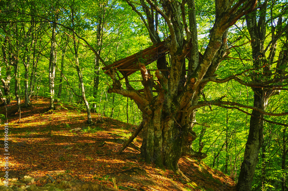 A wooden outpost built in a tree house style. The outpost is located in a wild forest deep into Lotru Mountains. A wooden outpost built in a tree house style. The outpost is located in a wild forest deep into Lotru Mountains.