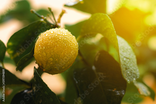 Close up of green limes on the tree with raindrops. Green citrus . Lemon tree leaves with rain drops
