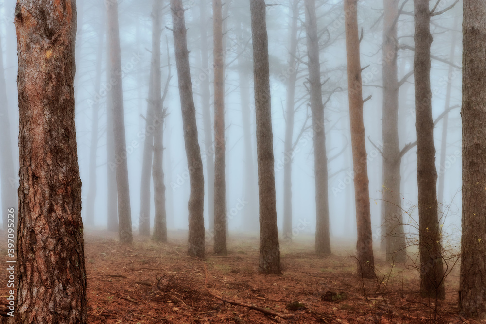 Obraz premium trees in the fog