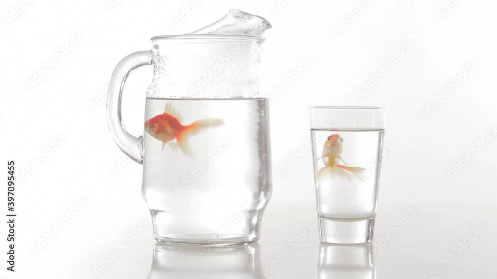 Goldfish swimming in pitcher and glass Goldfish swimming in pitcher and glass