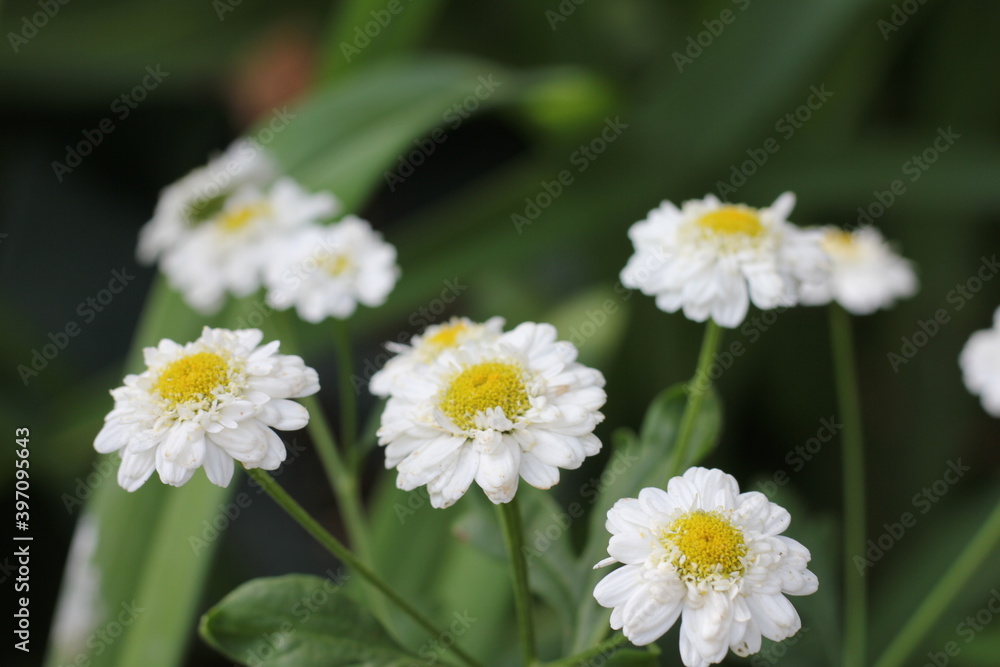 white daisy flower white daisy flower