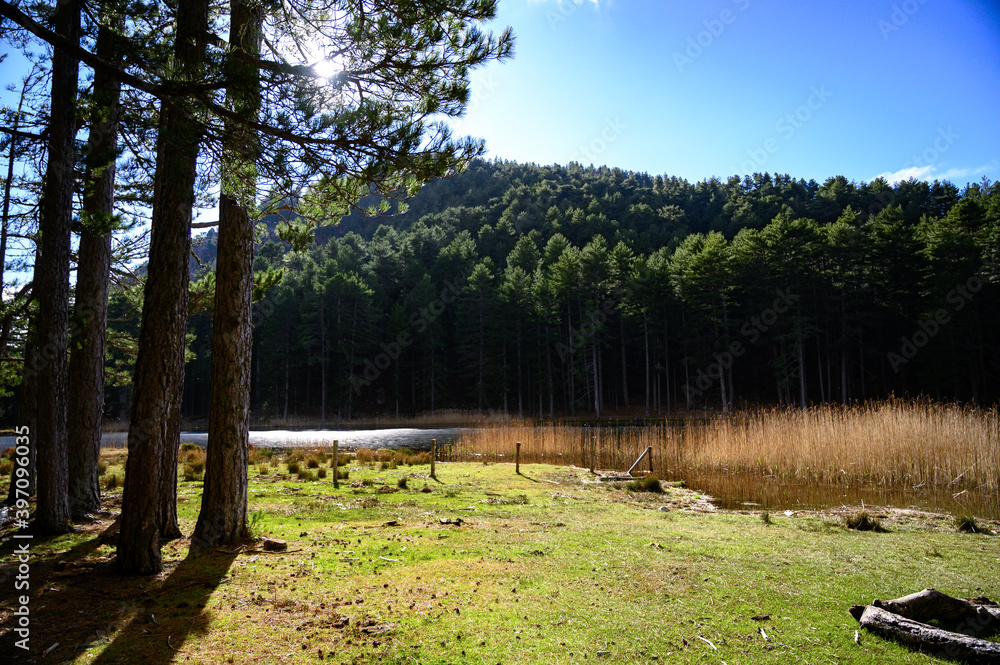 Obraz premium lake in the forest