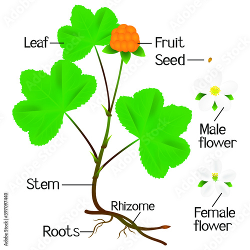 Parts of cloudberry plant on a white background.