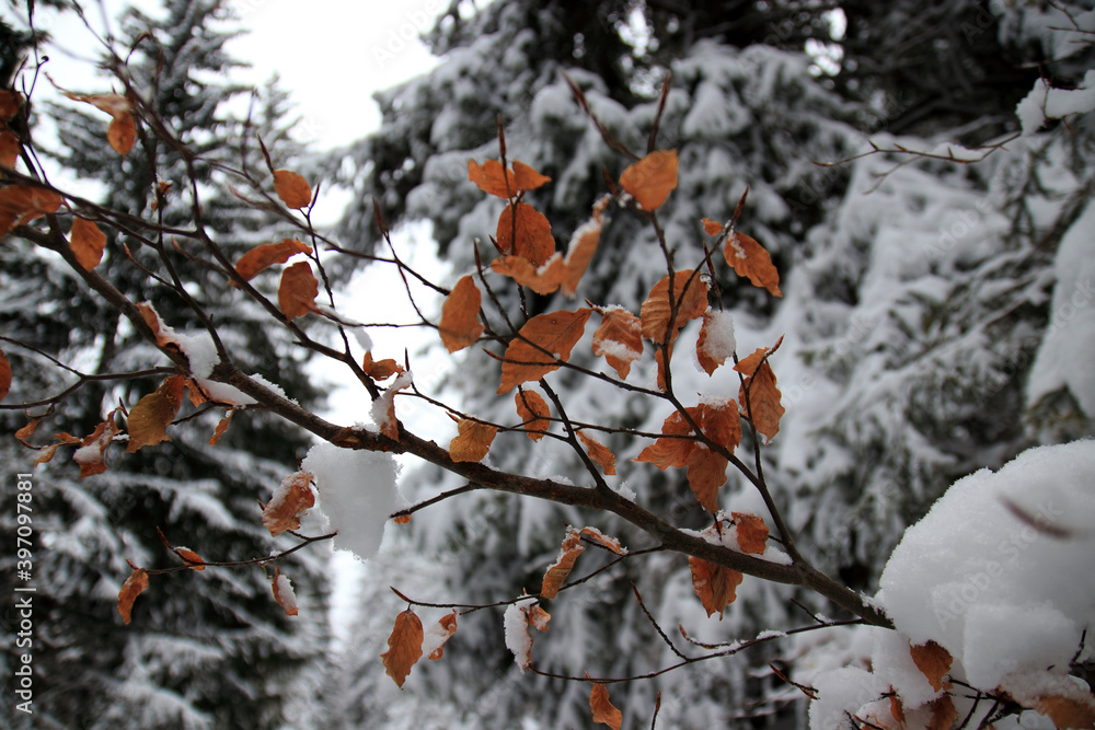 Frozen Frozen