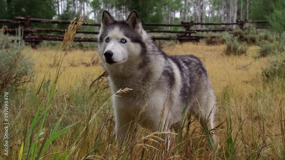 Alert husky dog standing in high grass Alert husky dog standing in high grass