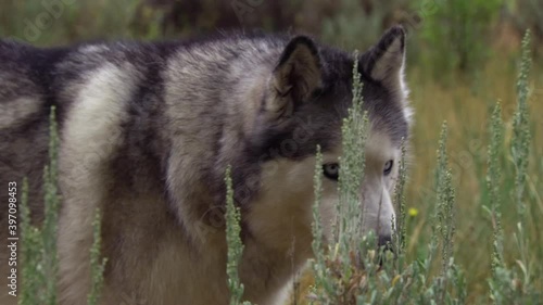 Husky dog walking through high grass and sniffing - dogs photo