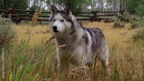 Alert husky dog standing in high grass photo