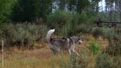 Husky dog running in tall grass photo