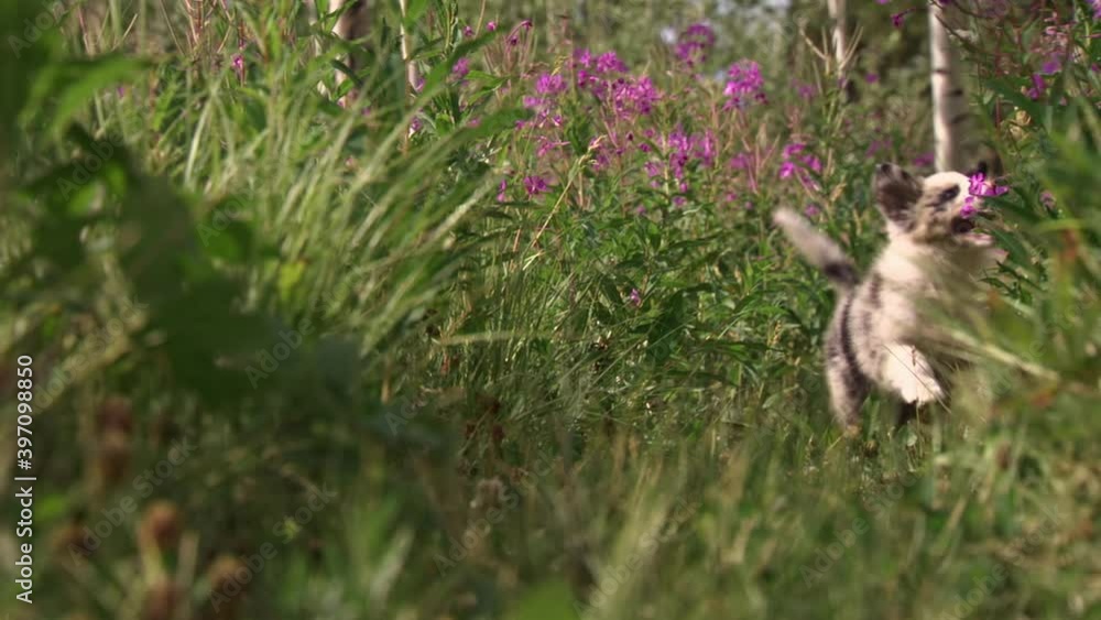 Australian shepherd puppy running through wildflowers Australian shepherd puppy running through wildflowers