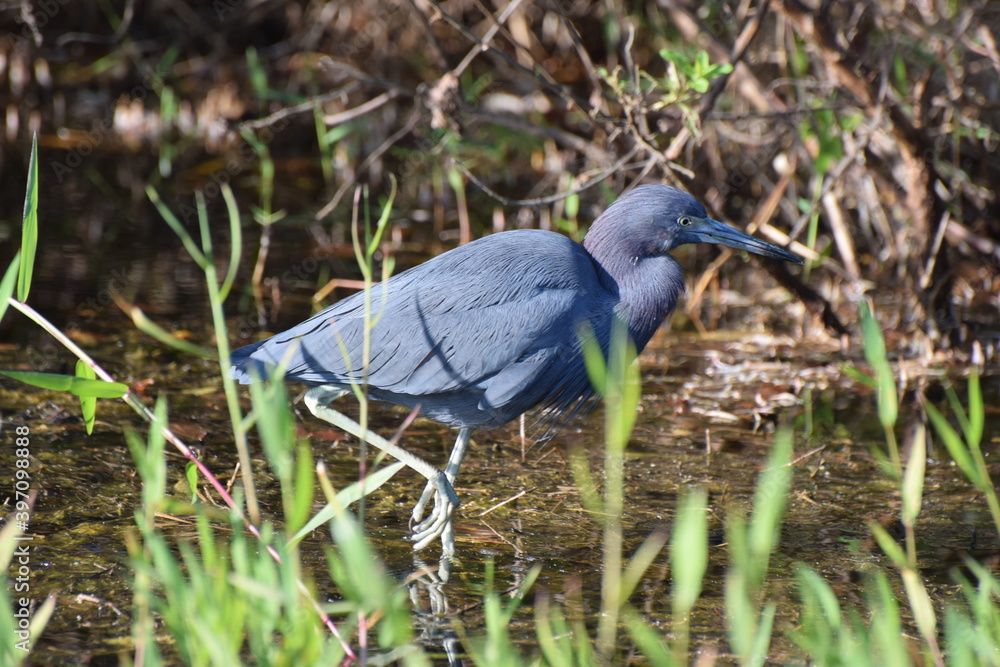 Heron