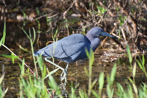 Obraz na płótnie Heron w salonie