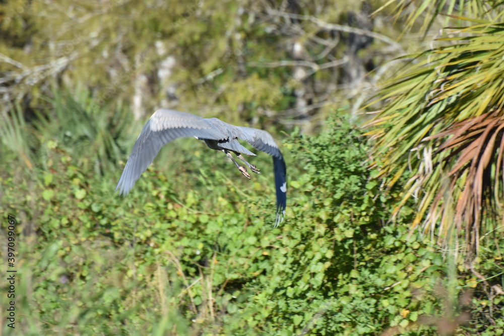 Heron