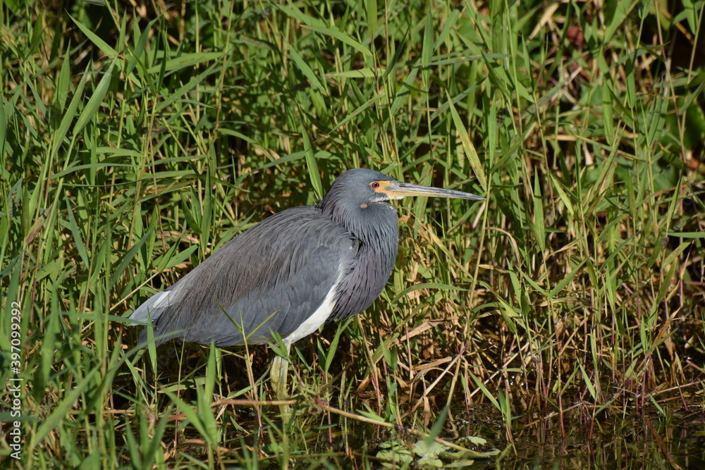 Heron