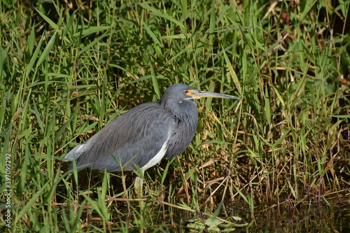 Obraz na płótnie Heron w salonie
