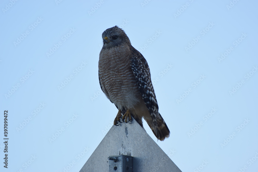 Hawk
