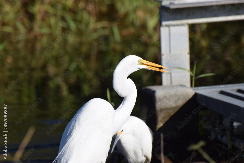 Egret