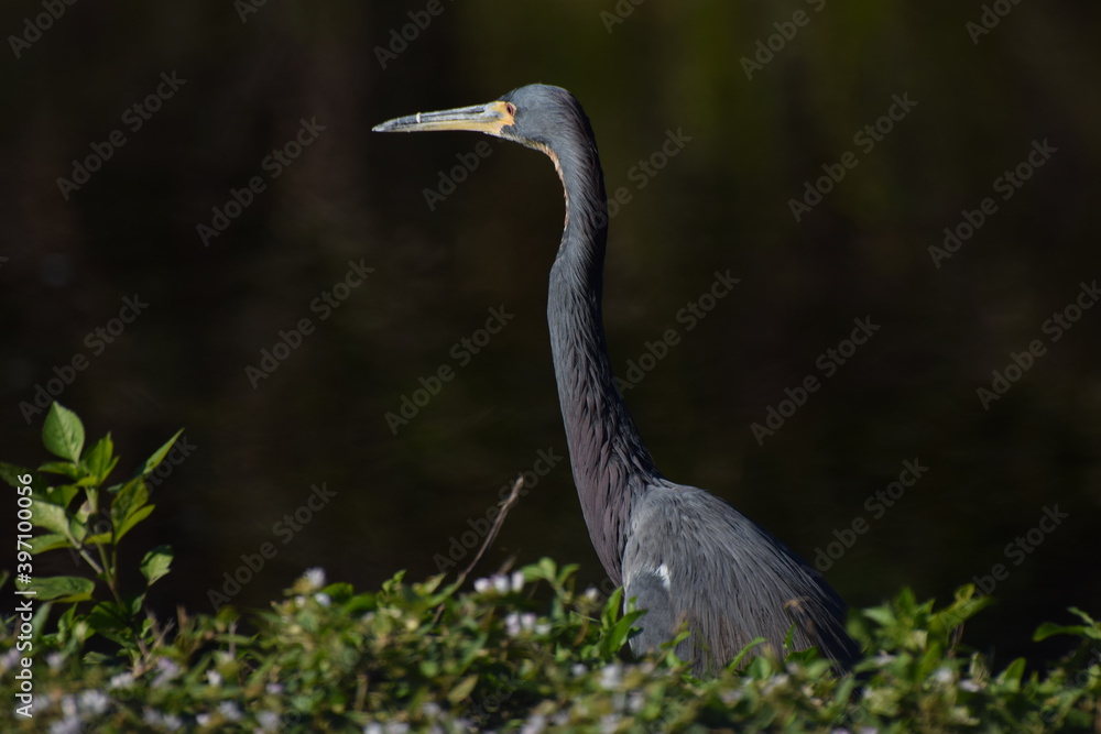 Heron