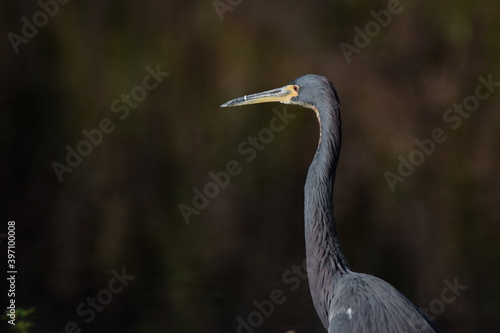 Obraz na płótnie Heron w salonie