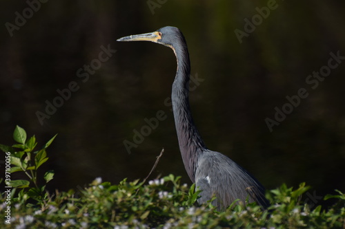 Obraz na płótnie Heron w salonie