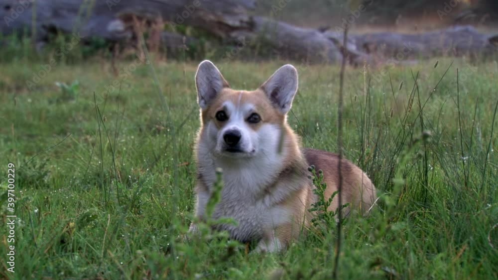 Corgi sitting in grass looking at camera - dogs Corgi sitting in grass looking at camera - dogs