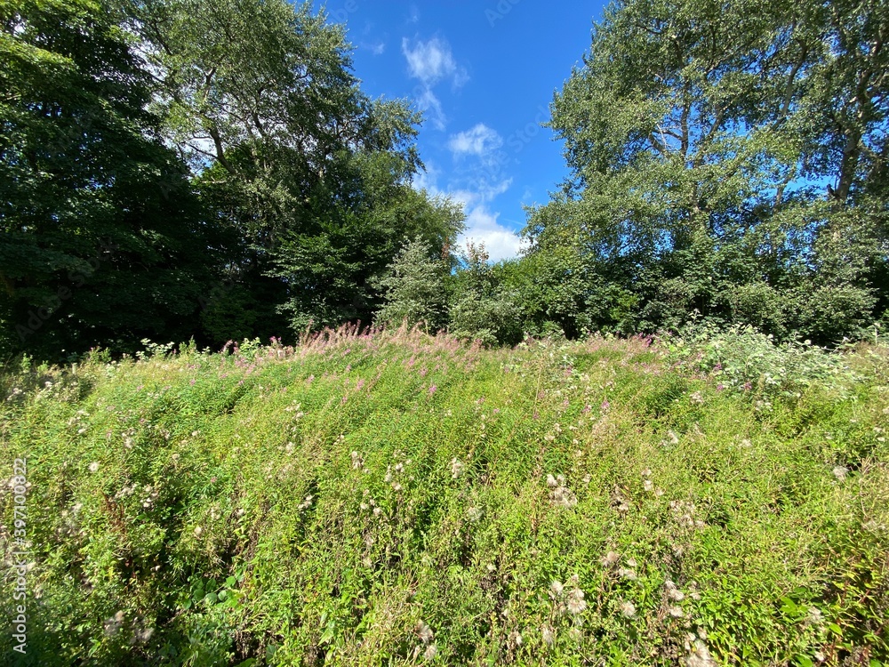 Wild plants and flowers, on the edge of woodland, on a hot summers day in, Guiseley, Leeds, UK