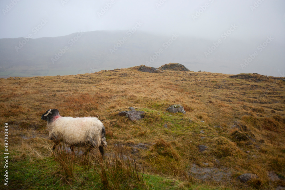 Obraz premium Sheep walking through foggy meadow