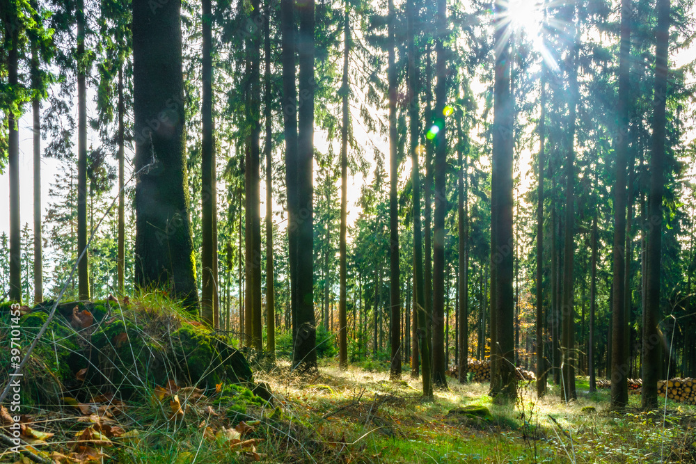 Fototapeta premium Altkönig near Frankfurt in autumn forest