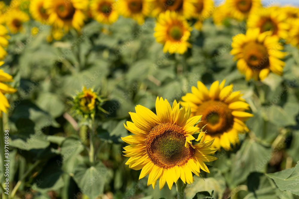 Sunflower Flower Blossom. Field of Golden sunflowers, illuminated by the midday sun. Sunflower Flower Blossom. Field of Golden sunflowers, illuminated by the midday sun.
