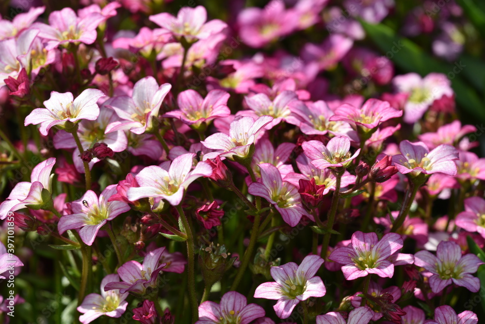 Saxifrage flower - Steinbrech Saxifraga Bluete Saxifrage flower - Steinbrech Saxifraga Bluete