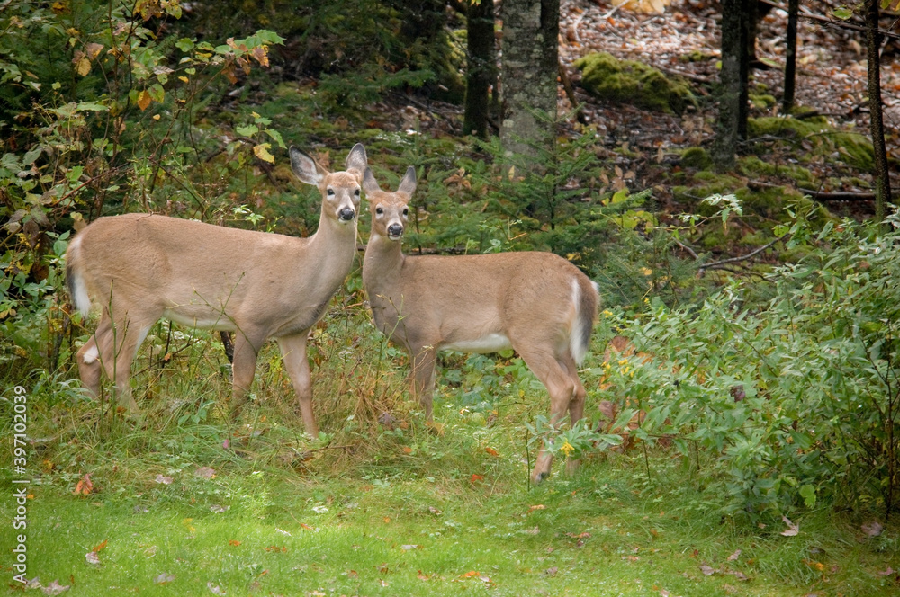 Deer Siblings together by the woods landscape Deer Siblings together by the woods landscape