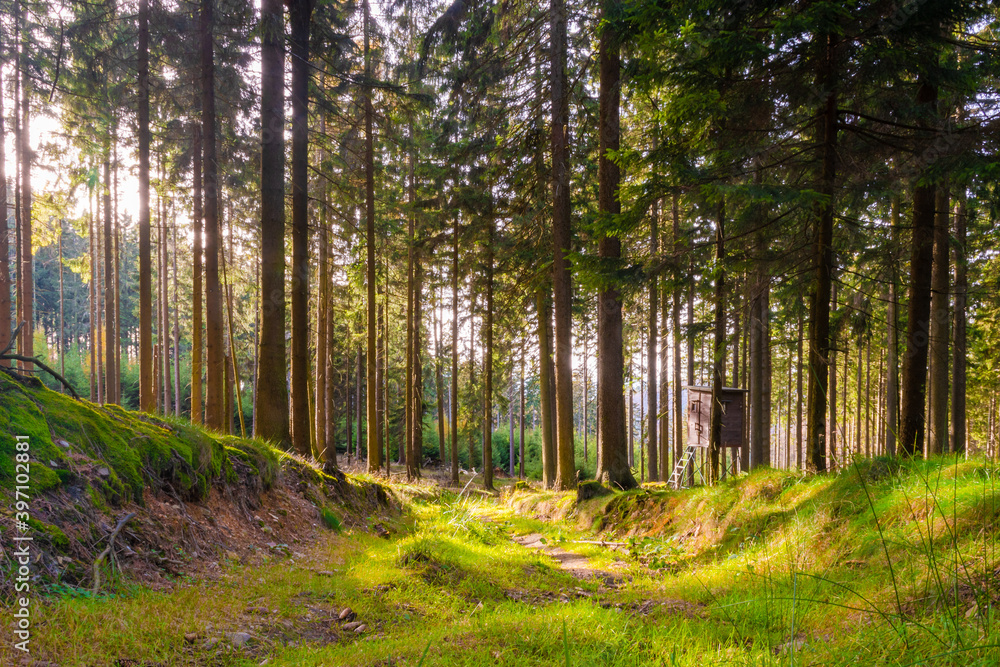 Fototapeta premium Sunlight in the forest of Altkönig near Frankfurt, Germany – peaceful woodland landscape with trees, moss and a hunting stand in the Taunus mountains