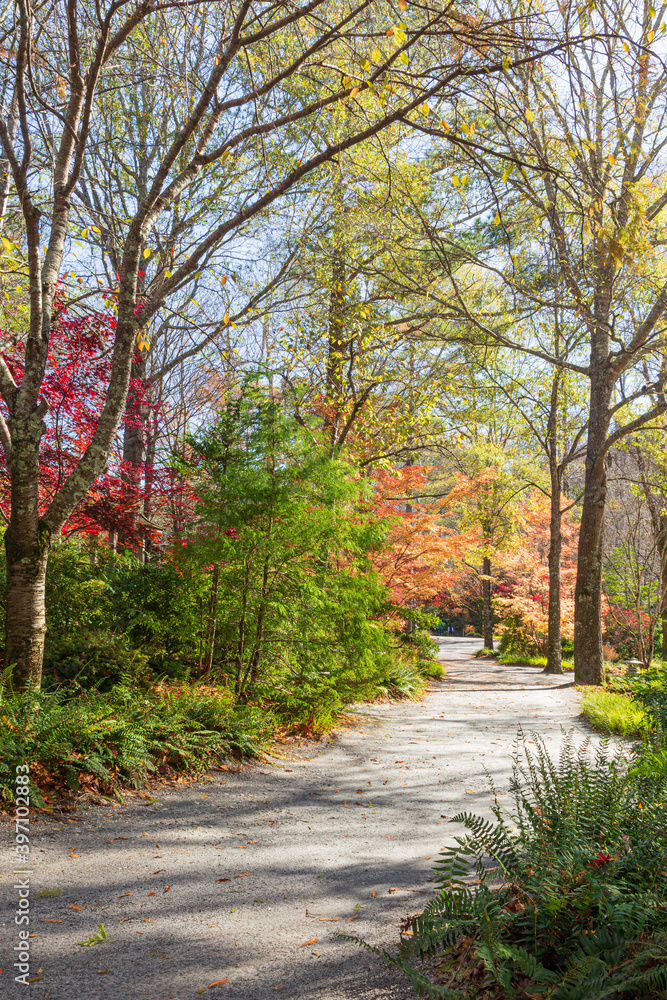 Inviting walking path with colorful trees in the autumn. Inviting walking path with colorful trees in the autumn.