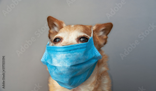 dog wearing a medical face mask to protect herself from infection or air pollution   © RomanWhale studio