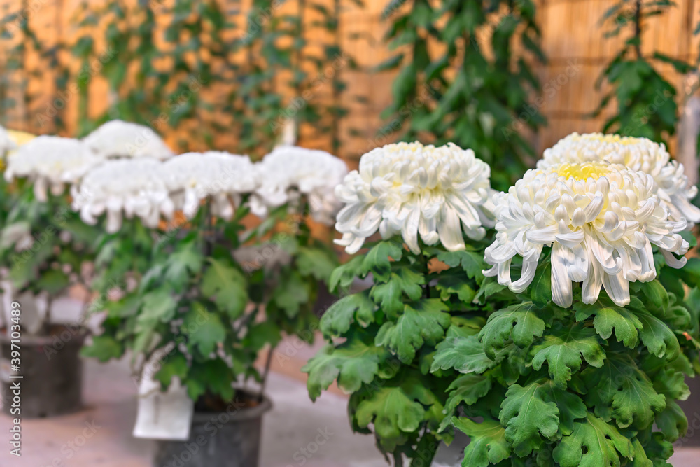 Close-up on Japanese Chrysanthemum morifolium flowers offered for the commemorations of the birth anniversary of Meiji Emperor in the Shinto Meiji-Jingu Shrine.