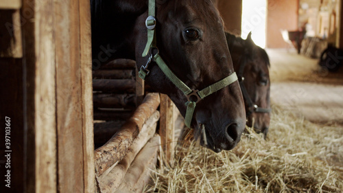 Two gorgeous thoroughbred sorrel horses are eating hay with their heads poking out of a stall in the village stable.