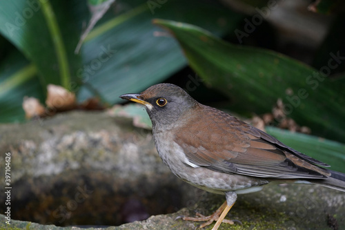 pale thrush on the rock