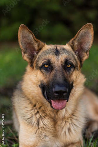 Dogs in natural ambient