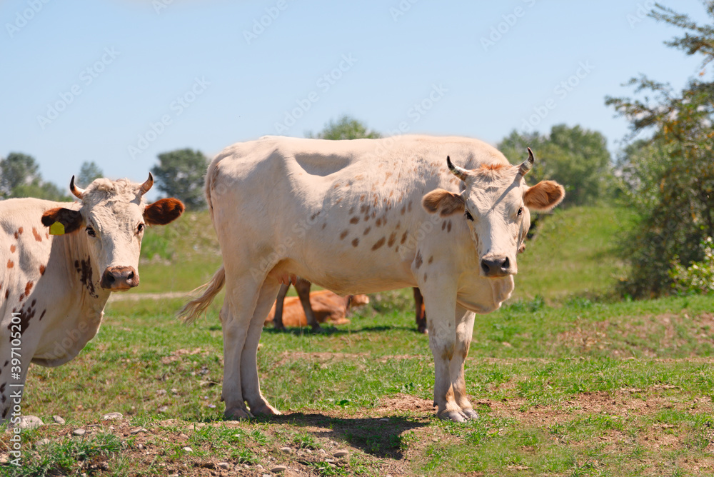Close-up of a red-white cow on a meadow. Bull as a symbol of the New Year and Christmas 2021.Happy New Year concept