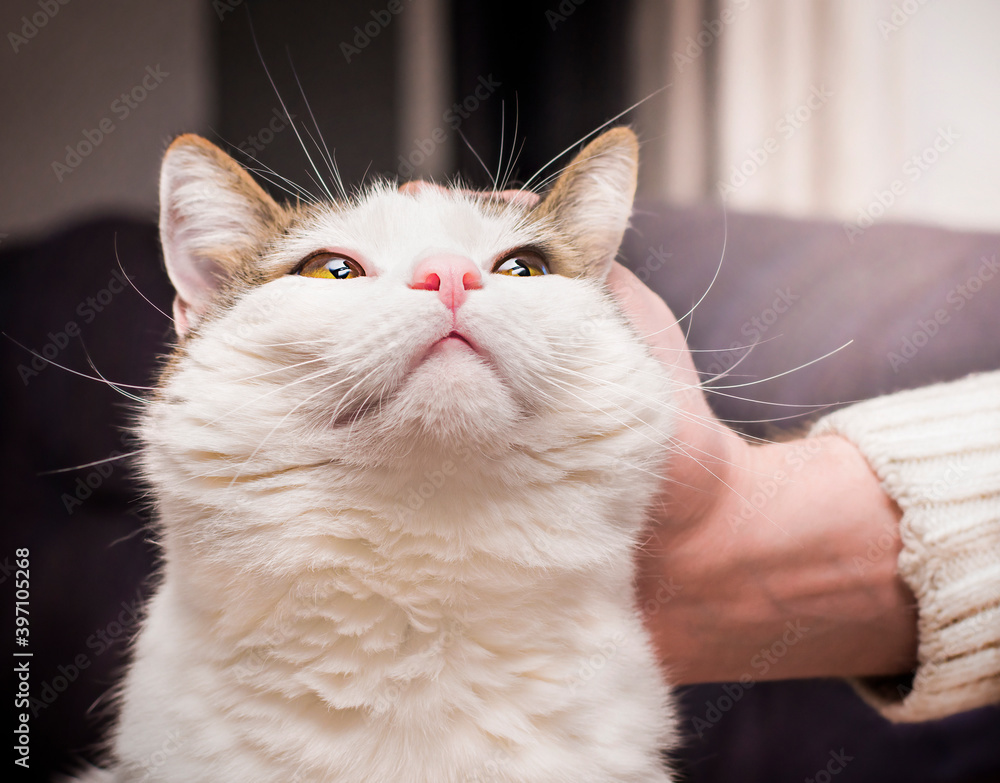 Obraz premium male hand stroking a cat