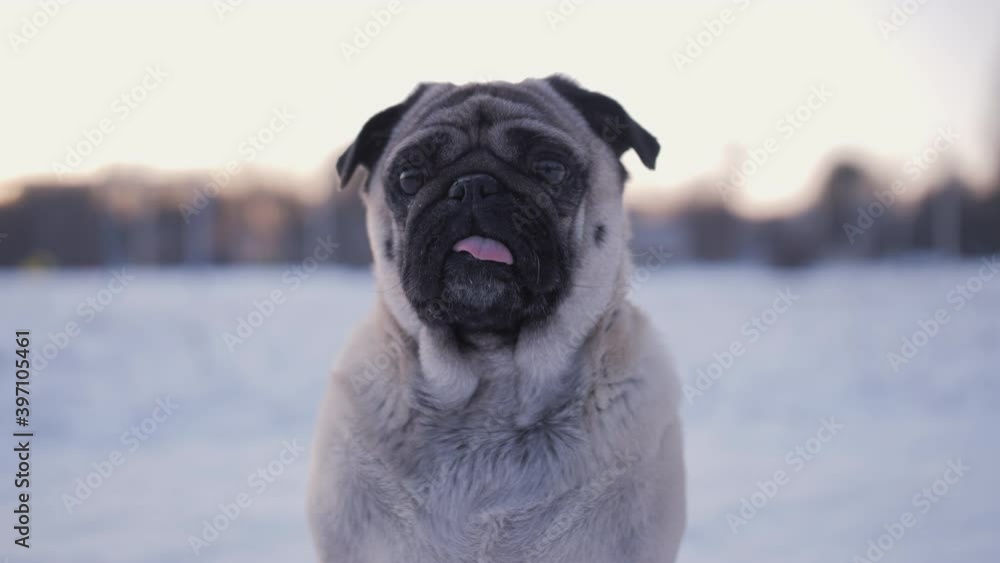 Portrait of cute pug dog in winter. Beautiful winter blue hour, sunset. Nice winter weather for a walk. Snowy cold outside, exterior. Close up Portrait of cute pug dog in winter. Beautiful winter blue hour, sunset. Nice winter weather for a walk. Snowy cold outside, exterior. Close up