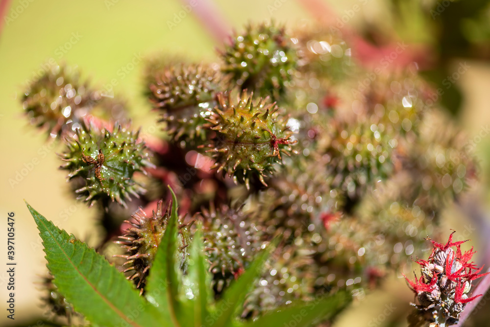 Plants from Colombia, medical and decorative Plants from Colombia, medical and decorative