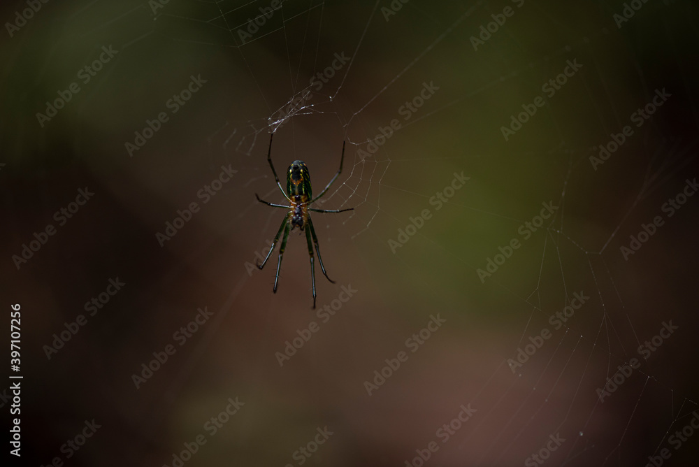 Obraz premium Spiders from Colombian forest