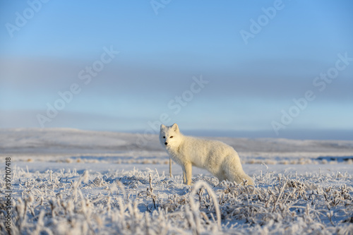 Arctic fox  Vulpes Lagopus  in wilde tundra. Arctic fox standing.