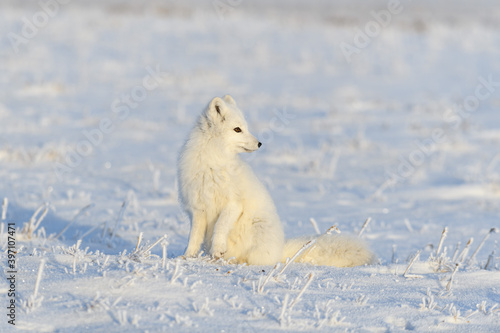 Arctic fox (Vulpes Lagopus) in wilde tundra. Arctic fox sitting.