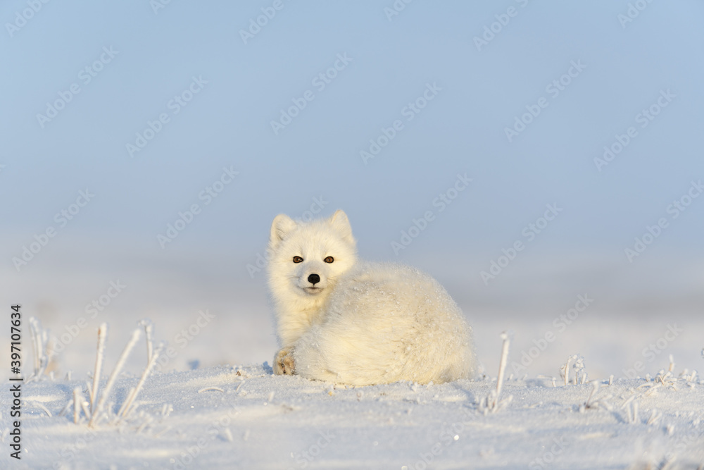 Arctic fox (Vulpes Lagopus) in wilde tundra. Arctic fox lying. Sleeping in tundra.
