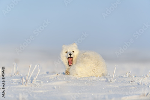 Arctic fox (Vulpes Lagopus) in wilde tundra. Arctic fox yawning. © Alexey Seafarer
